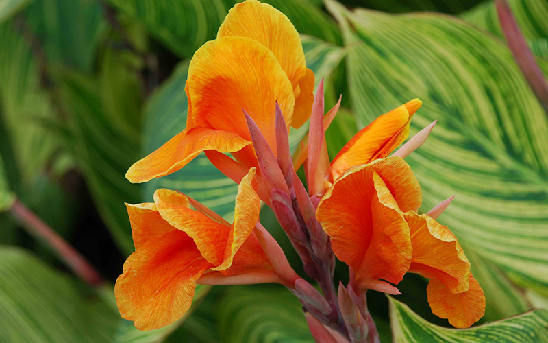 Spice-Up-Your-Garden---Cannas