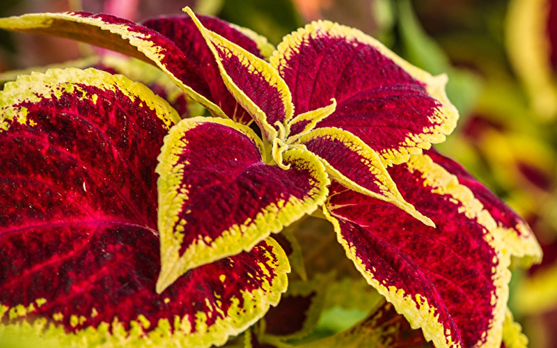 Spice-Up-Your-Garden---Coleus-hybrid