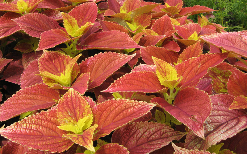 Spice-Up-Your-Garden---Fire-Dragon-coleus