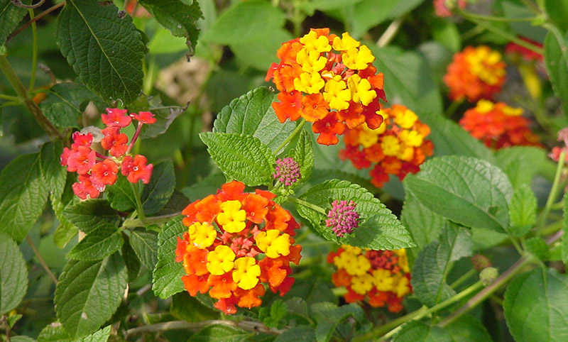 Spice-Up-Your-Garden---Lantanas