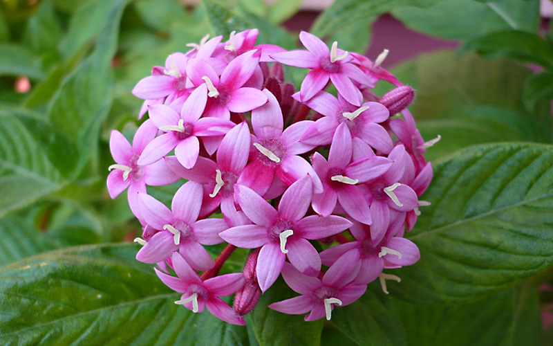 Spice-Up-Your-Garden---pentas-lanceolata