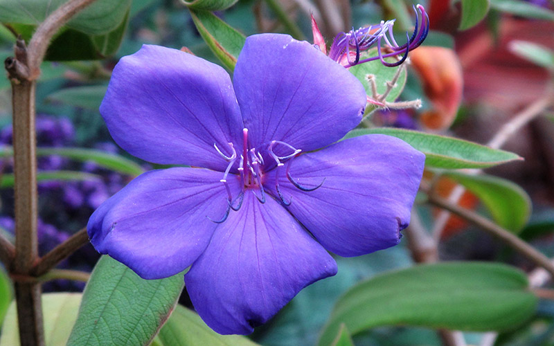 Spice-Up-Your-Garden---princess-flower