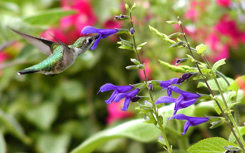 Spice-up-your-Garden---Purple-Majesty'-sage