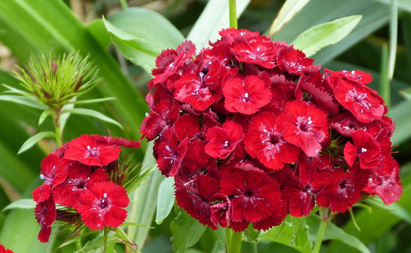 Sweet William How to Grow