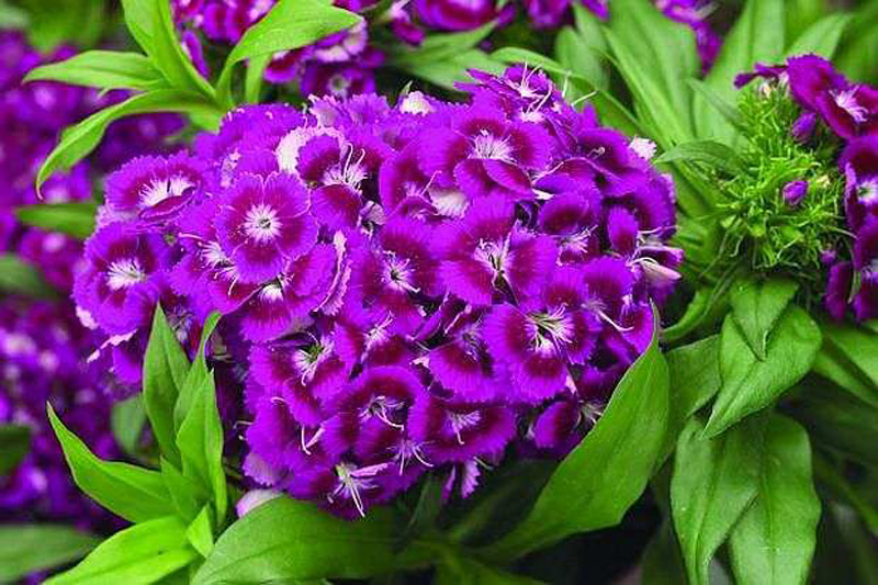 Sweet William How to Grow