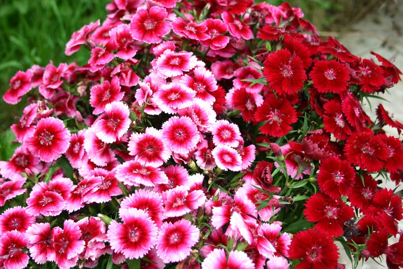 Sweet William How to Grow