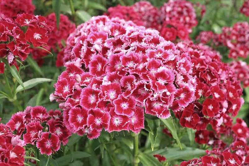 Sweet William How to Grow