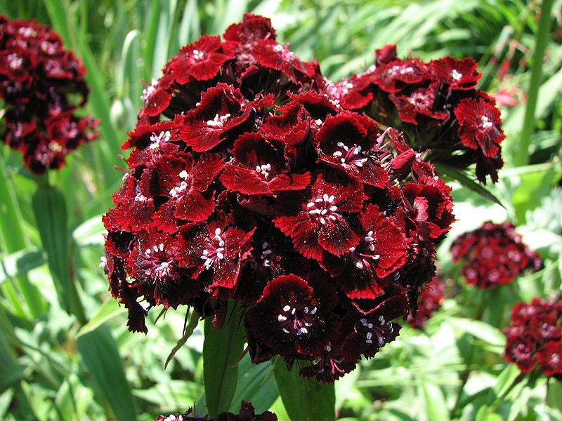 Sweet William How to Grow