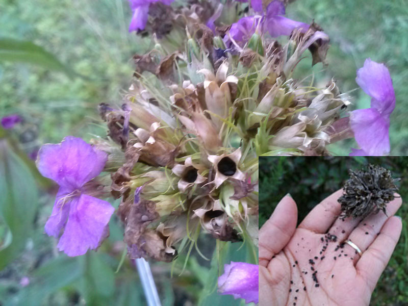 Sweet William How to Grow