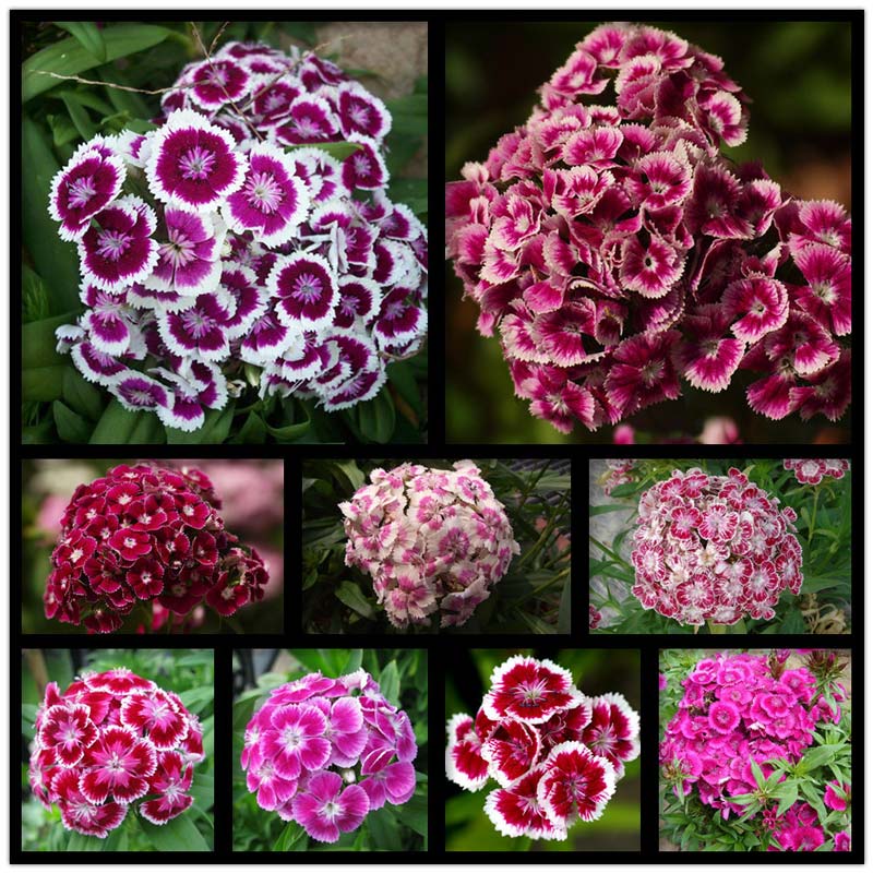 Sweet William How to Grow