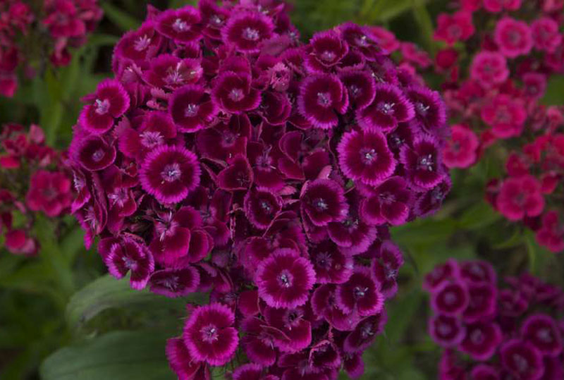 Sweet William How to Grow