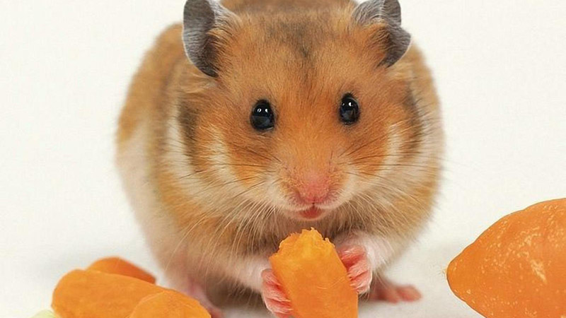 Syrian-Hamster-2