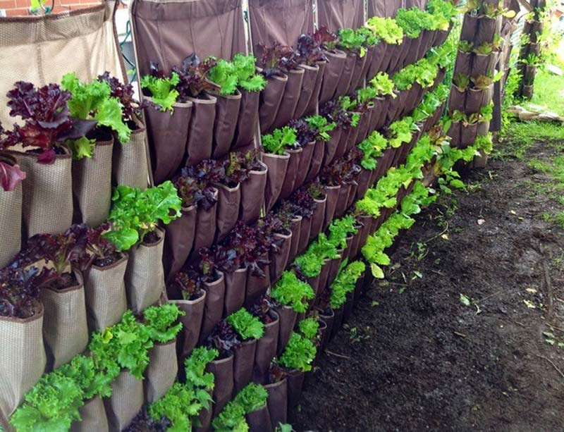 Vertical Vegetable Garden ideas