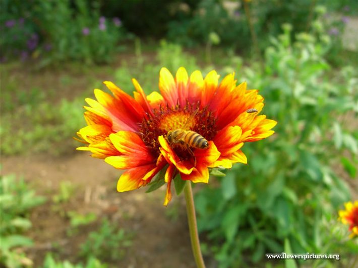 a-blanket-flower