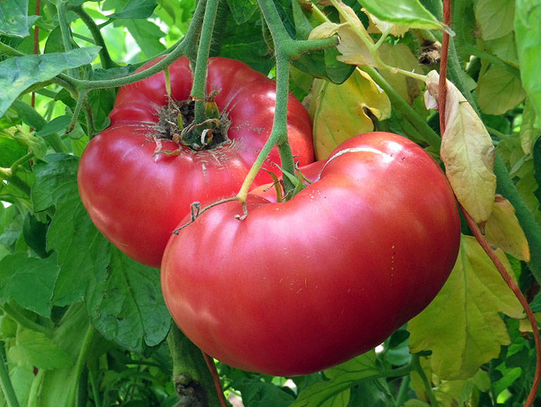 Color and Flavor - Heirloom Tomatoes Varieties