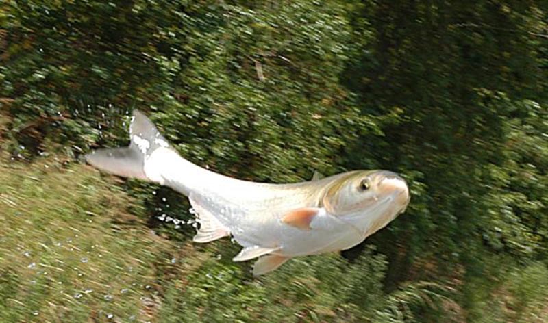 extraordinary natural phenomena raining fishes