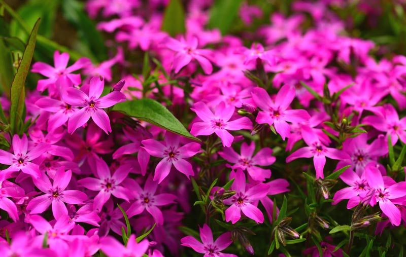 phlox-1