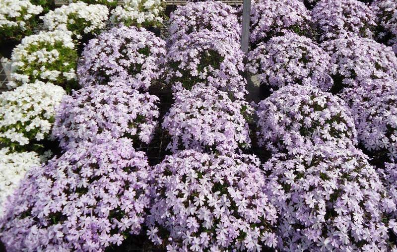 phlox-2