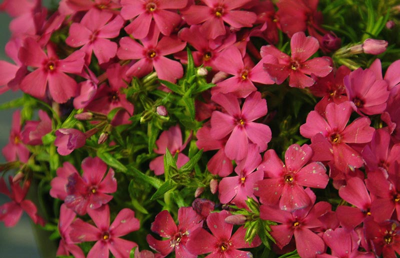 phlox-6o