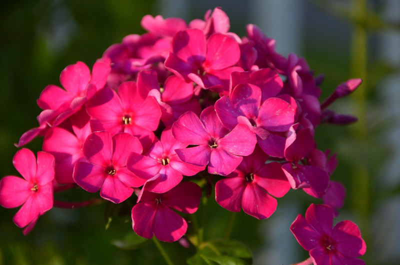 phlox-7p