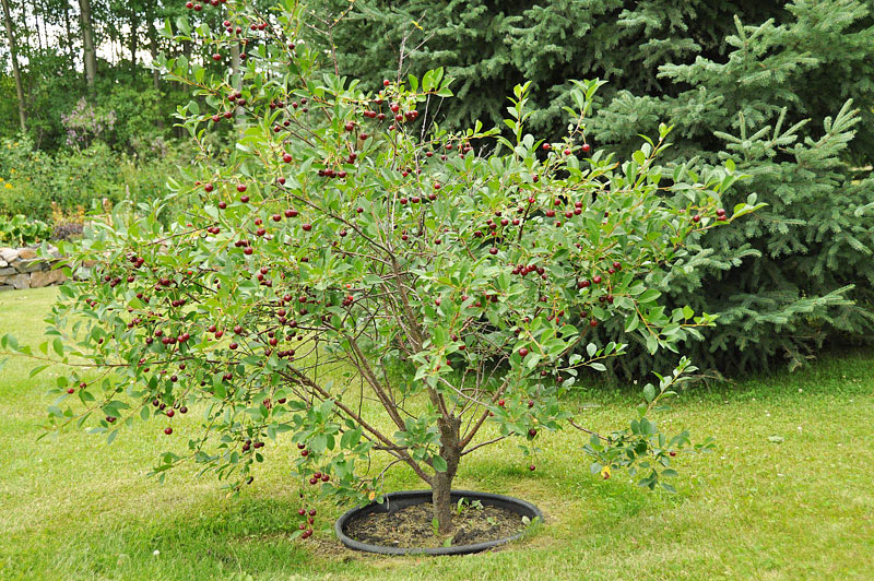 How to Grow a Cherry Tree