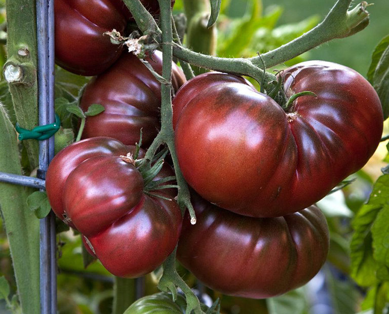 Color and Flavor - Heirloom Tomatoes Varieties