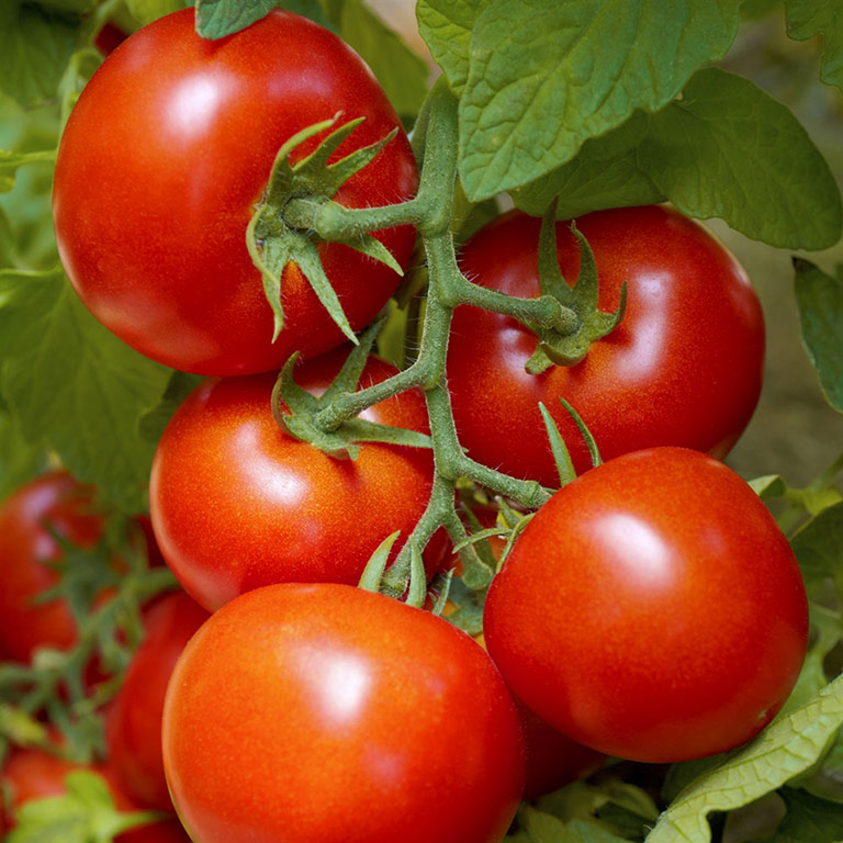 Color and Flavor - Heirloom Tomatoes Varieties