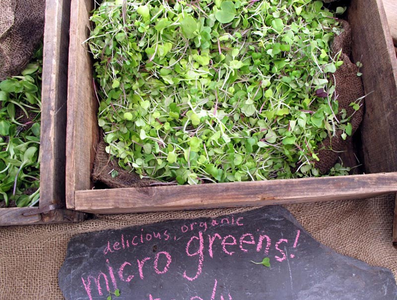 7 creative urban gardening hacks for spring