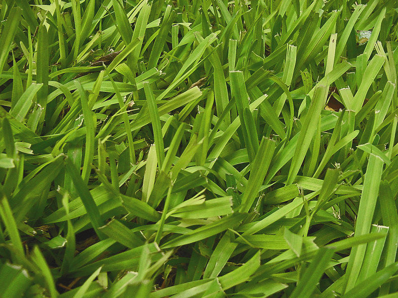 Top 10 Lawn Grass Types