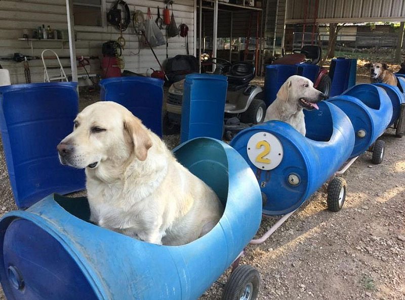 Dog Train Taking Dogs On Adventures