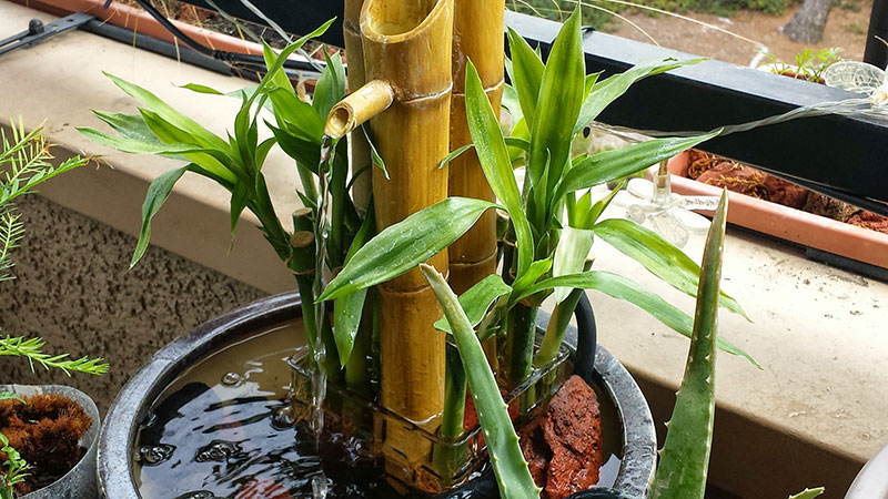 Lucky Bamboo – Perfect Office Plant