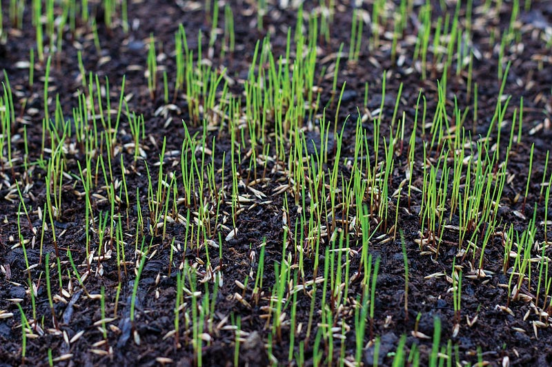 How to Start Lawn From Seed