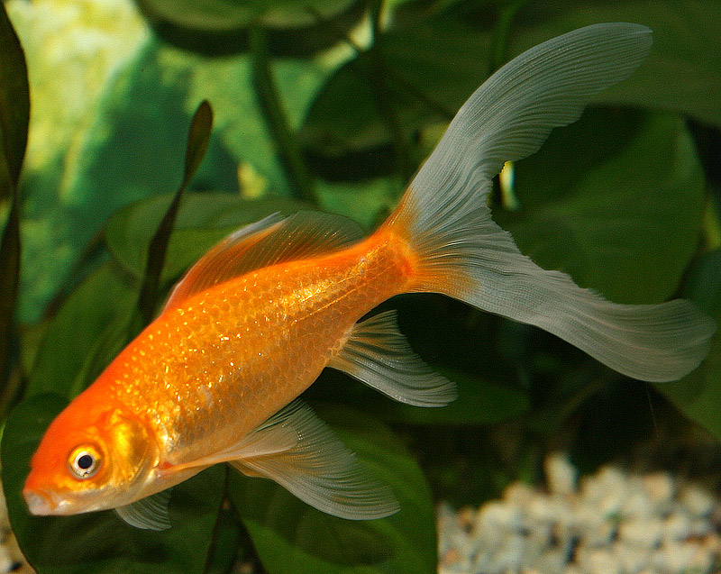 All You Need to Know About Goldfish