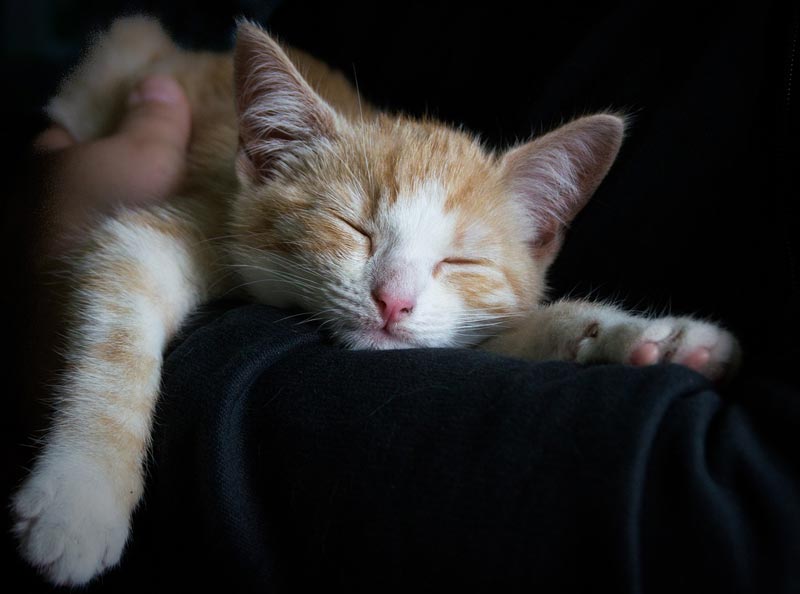 4 Odd Cat Sleeping Habits Explained