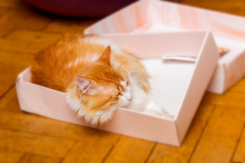 4 Odd Cat Sleeping Habits Explained