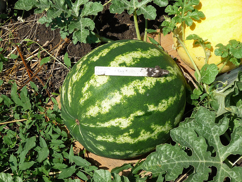 How to Grow Watermelons