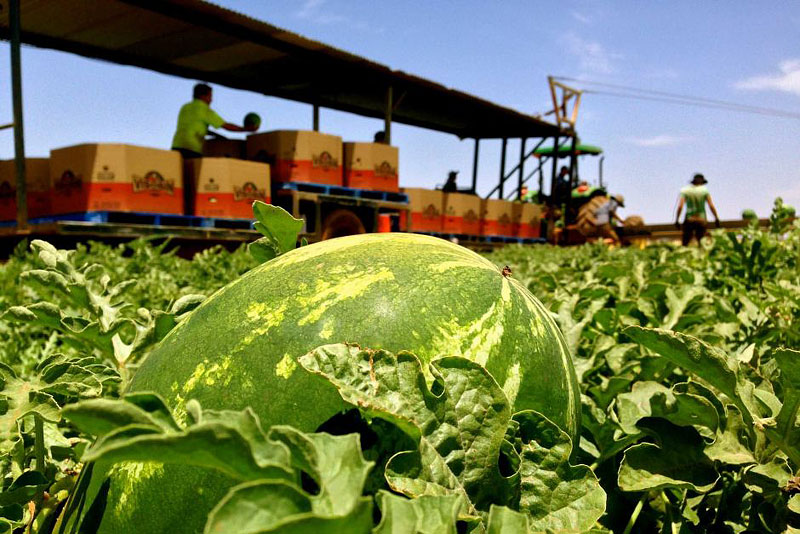 How to Grow Watermelons