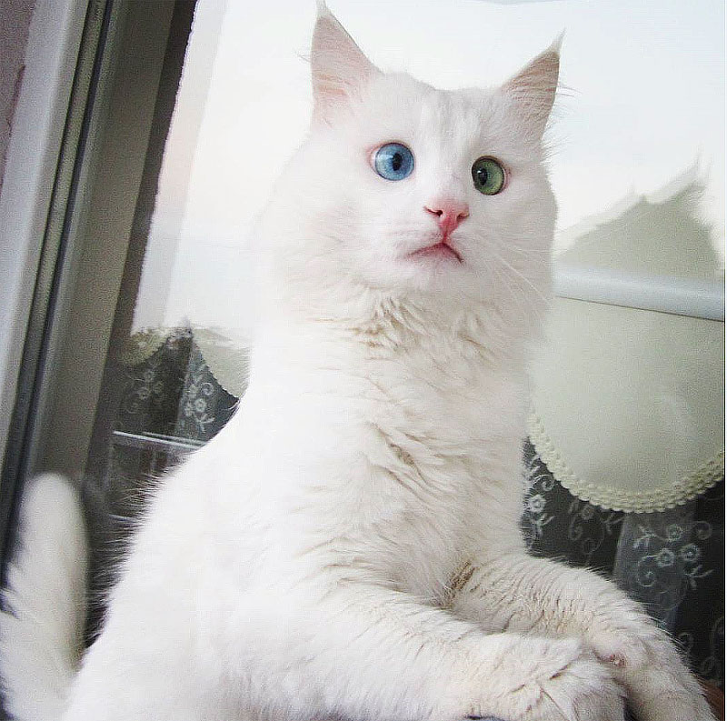 Aloş- Cat With Hypnotizing Eyes Of Different Color