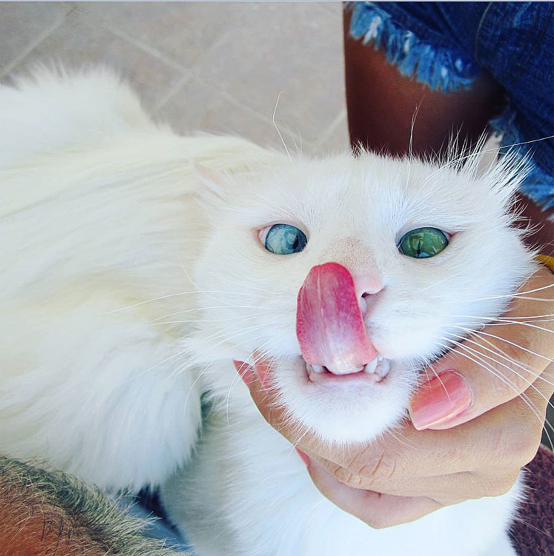 Aloş- Cat With Hypnotizing Eyes Of Different Color
