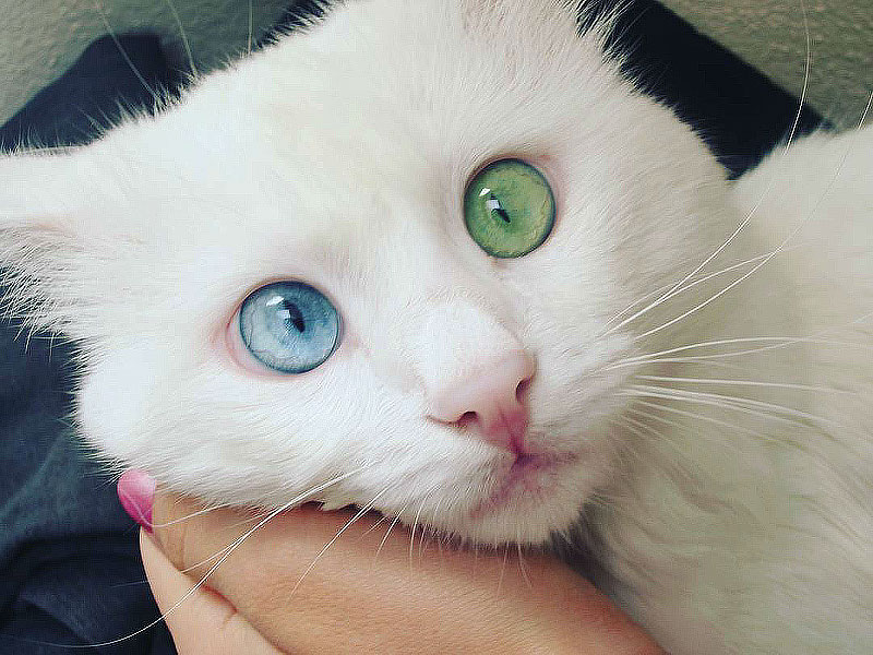 Aloş- Cat With Hypnotizing Eyes Of Different Color