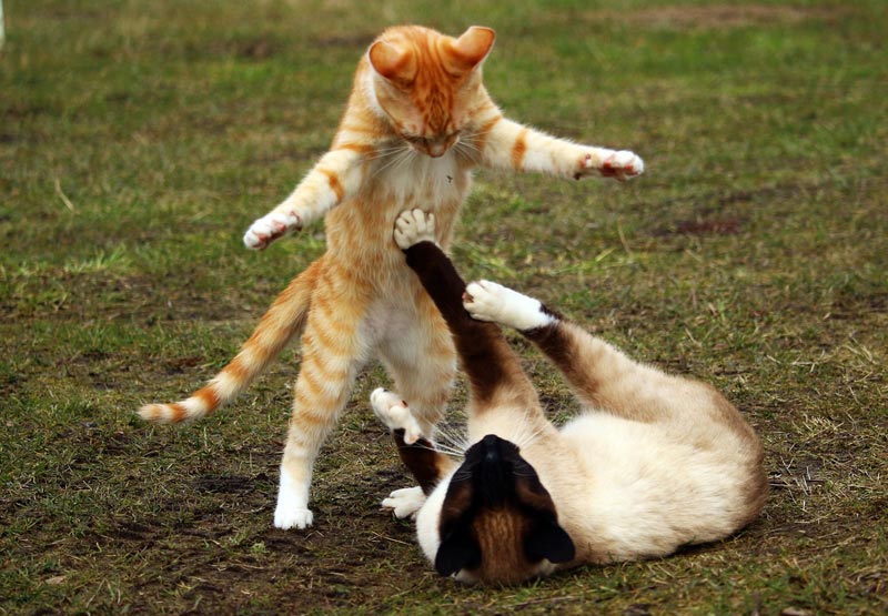 Are Your Cats Playing Or Fighting