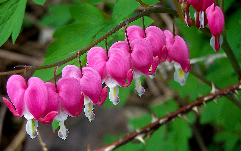 How to Grow Bleeding Heart 