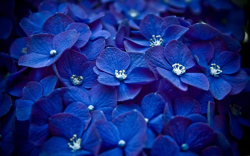 Blue Hydrangea ( Hortensia )