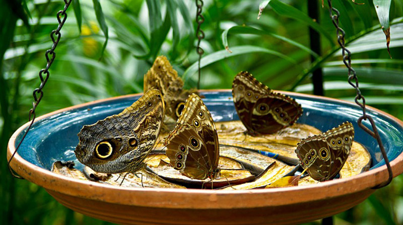 Butterfly Feeder in Garden