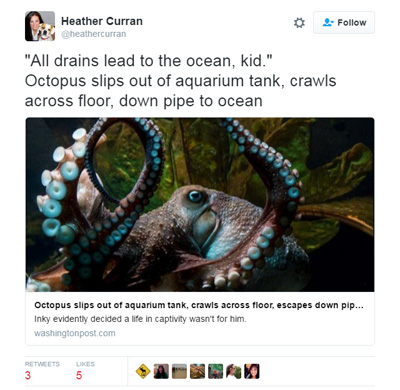 Smart Octopus Miraculously Escaped a National Aquarium