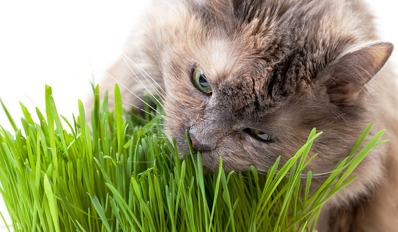 The Top 5 Products Every Indoor Cat Needs