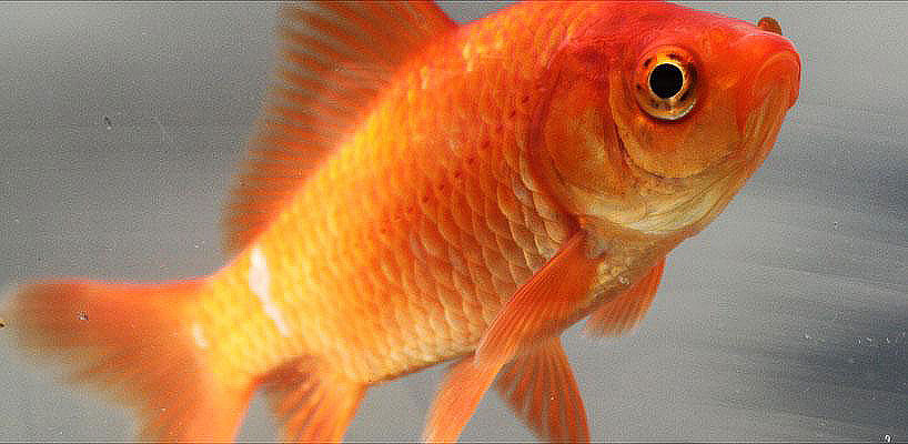 All You Need to Know About Goldfish