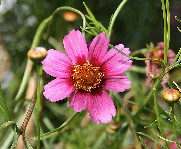 Small Space Gardening - Small Gardens