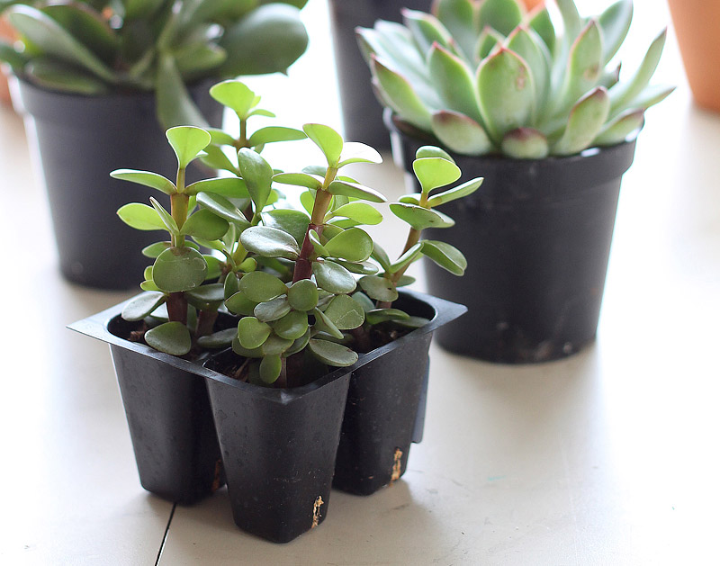 DIY Vertical Plant Hanger