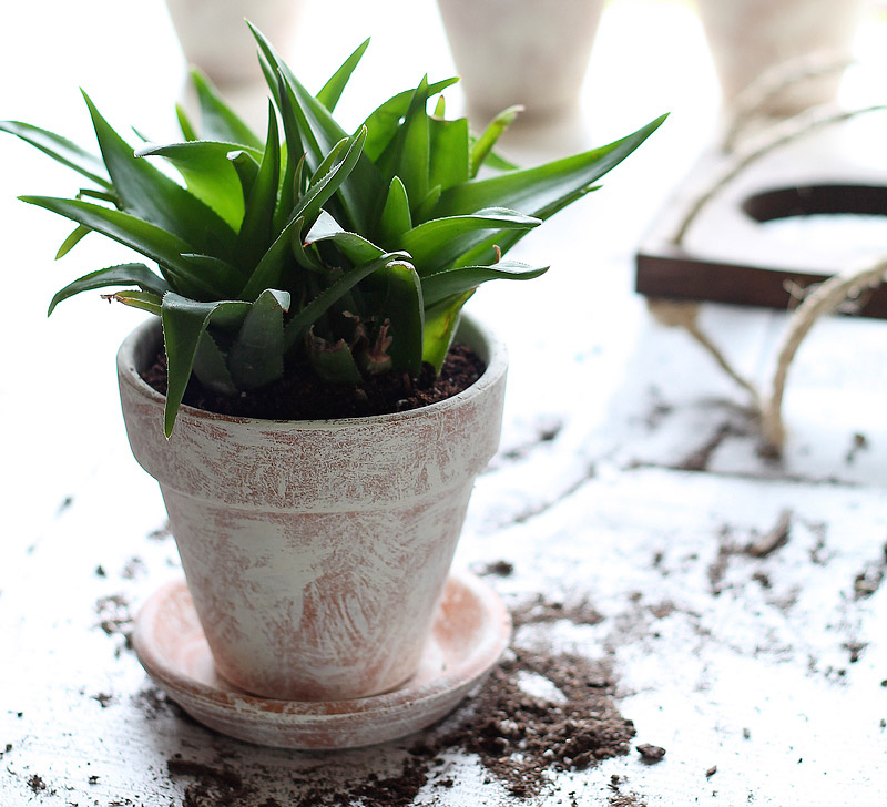 DIY Vertical Plant Hanger